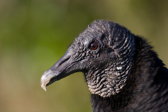 Black Vulture, Coragyps atratus, Everglades National Park, Florida