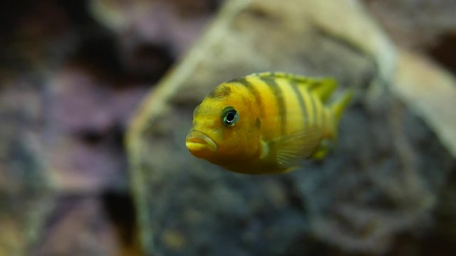 Yellow fish with stripes in aqua water tank closeup