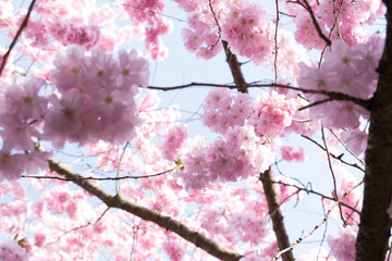 Cherry Flower, Sakura