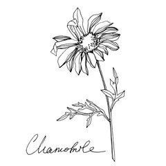 Vector Chamomile floral botanical flowers. Black and white engraved ink art. Isolated flower illustration element.