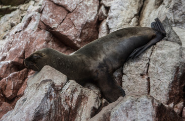 Sea wolves in Ballesta Islands, Peru