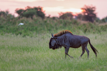 Wildebeest at dawn
