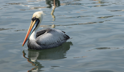 Pelicans flying in Ballesta Islands, Peru