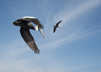 Pelicans flying in Ballesta Islands, Peru
