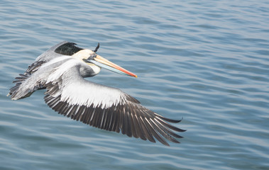 Pelicans flying in Ballesta Islands, Peru