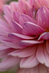 soft dahlia petals