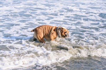 English bulldog playing on the beach