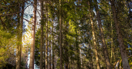 Fototapeta premium tree