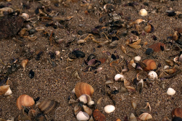 shells on the beach