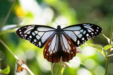 Chestnut Tiger butterfly