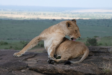 Fototapeta na wymiar Lion cleaning itself in Massai Mara