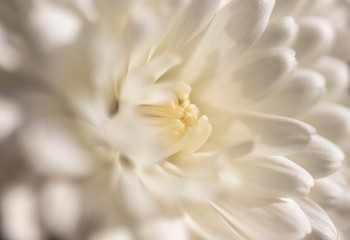 Obraz na płótnie Canvas Macro photograph of a white chrysanthemum flower. The white petals of the flower. Texture that inspires softness and delicacy. Concept of nature, light, softness, peace, delicacy, purity, fragility.