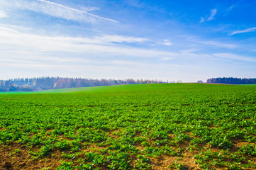 Field of cabbage close-up. Agricultural fields sown with vegetables.