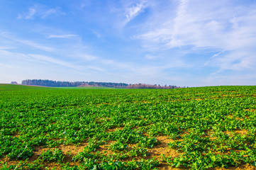 Field of cabbage close-up. Agricultural fields sown with vegetables.