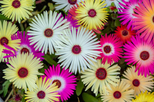 Colorful collage of livingstone daisies