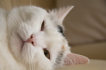 Fototapeta na wymiar gatto bianco sdraiato
