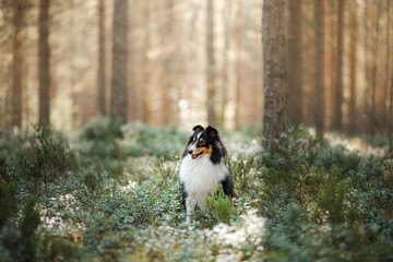 dog in forest. Sunlight. Pet on the nature. Sheltie tricolor in nature