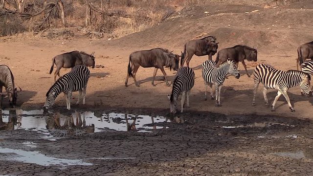 Zebras and wildebeests move around by a muddy waterhole in South Africa