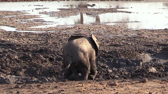 Cute young elephant stumbles around in large mud wallow, camera pans along
