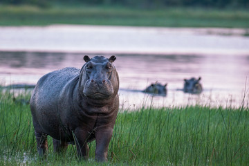 Hippo Stare down