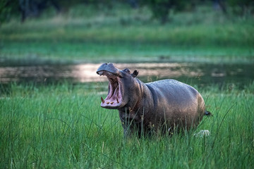 Hippo Roar