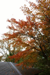 Naklejka na ściany i meble 日本の小豆島の秋の美しい紅葉