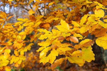 Orange Leaves in Germany late Autumn. High Resolution Stock Footage