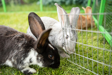 beautiful little rabbit outdoors in green grass on summer sunny day