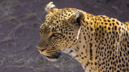Fototapeta na wymiar leopard 