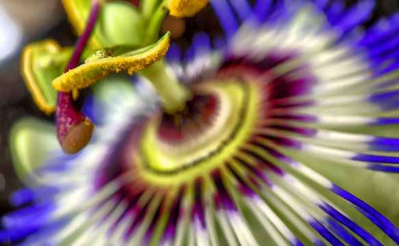Exotic Passion flower, Passiflora caerulea or golden granadilla macro photography close up shot of flower stamens