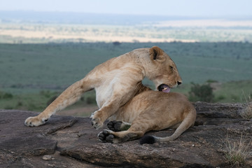 Lioness licking herself