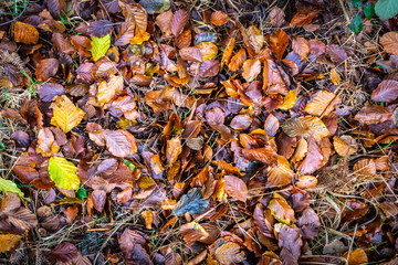 autumn leaves on the ground background