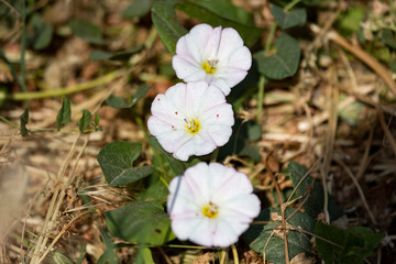 Closeup color flower, nature background, close up botany, beautiful white plant