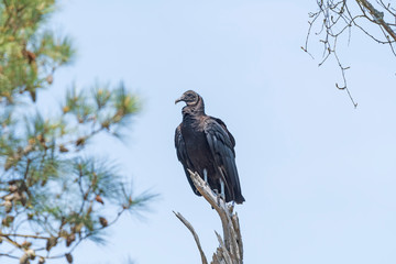 Black Vulture in a Old Dead Tree