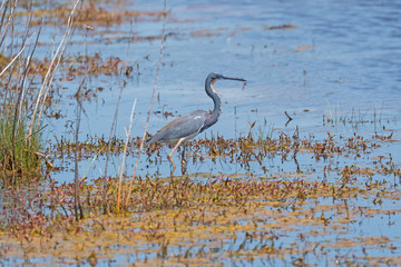 Tricolored Heron Hunting in a Wetland Pond