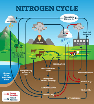 Nitrogen cycle vector illustration. Labeled educational chemical scheme.