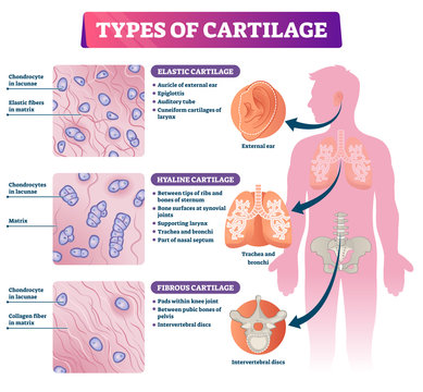 Types of cartilage vector illustration. Labeled educational tissue scheme.