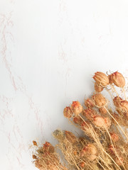 Flat lay composition of dried wild flowers