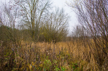 Swamp landscape. Shrubs and trees near mud and water.