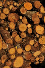 tas de bois au soleil de fin de journéé