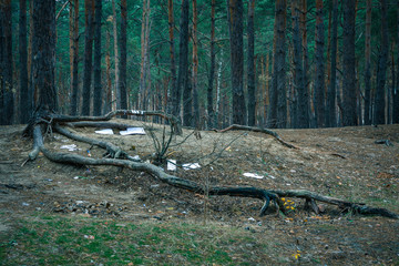 Garbage in pine forest. People illegally thrown garbage into forest. Concept of man and nature.