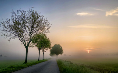 Fototapeta na wymiar Colorful dreamy glowing summer sunrise landscape, a field road lined with some tree silhouettes stretching into the distance misty farmfields, depicting the concept of travel and adventure 