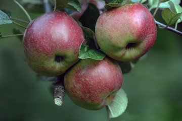 apples on tree, stockholm, sweden
