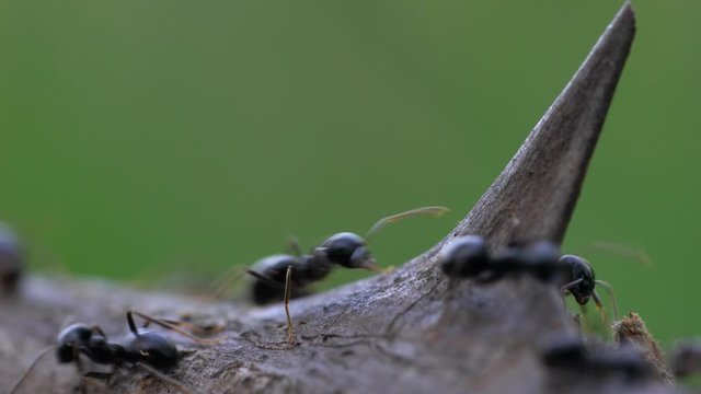 Ants busily go by dry blackberry tree - (4K)