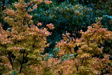 Urban park in autumn colors