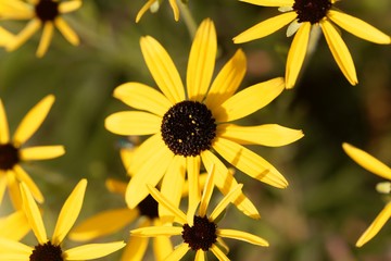 Missouri coneflower, Rudbeckia missouriensis