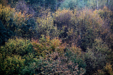 Urban park in autumn colors