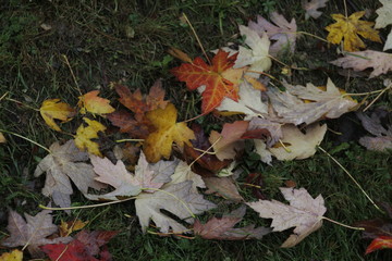 Urban park in autumn colors