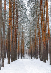 A lot of snow lies in the forest. Forest road covered with snow.