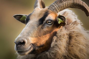 Portrait of smiling Drents moor sheep with ear tags and horns
